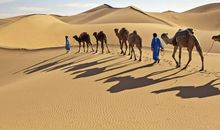 撒哈拉沙漠读后感