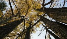 郭沫若：《银杏》