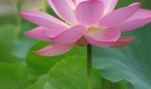 写莲的优美语句