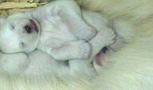 描写北极熊的句子