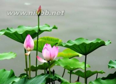 关于莲花的诗
