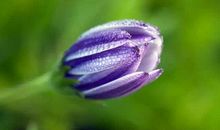 早安心语：世间的情爱，是债就还，是孽就了