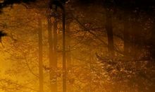 早安心语：以你之姓，冠我之名，一生一世，不离不弃