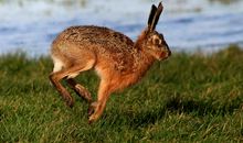 像野兔一样奔跑