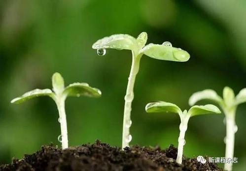 鼓舞人心的故事：毕竟会有适合的种子