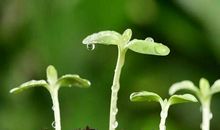 励志故事：终归会有一粒种子适合它