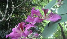 描写紫荆花的好段