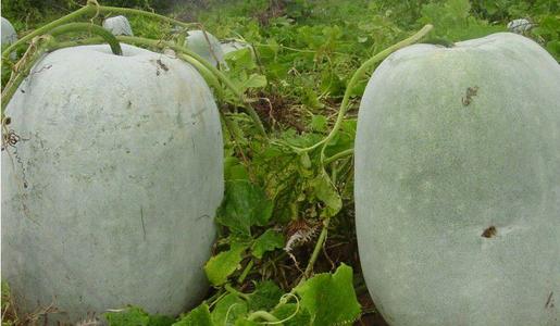 超硬绕口令：种植冬瓜