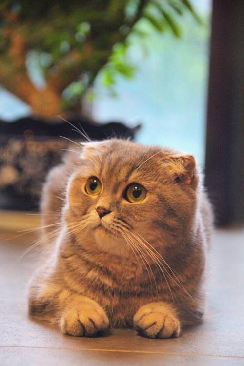 关于猫的一段