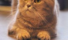 描写猫的一段话