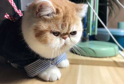 描绘猫的片段