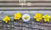 早安心语：这个世界不会因为你有多惨，就对你有多好