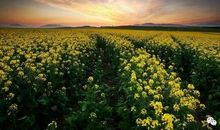 我们为什么越长大越胆小？