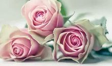 早安心语：世界没那么坏，自己也没那么好