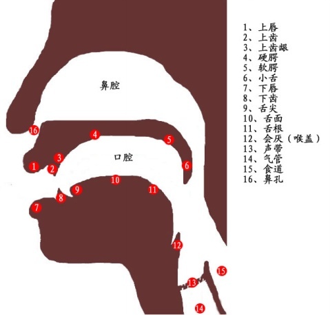 播音员绕口令：练习根音和表面音