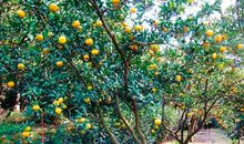 描写树的优美语句