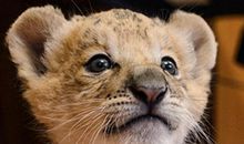 绕口令练习《数狮子》