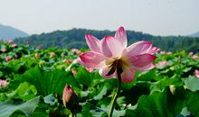 描写夏天风的句子