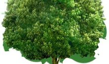 描写树木茂盛的句子