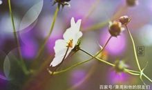 如果你种下的是葵花，秋天你将收获一片黄金仿写