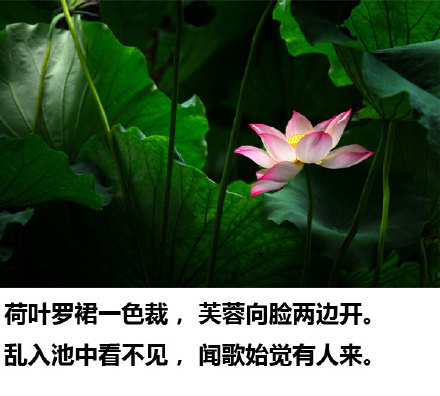 莲花诗