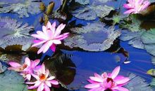 佛教的经典语句