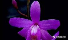 经典语录：生命是一团欲望，欲望不满足便痛苦