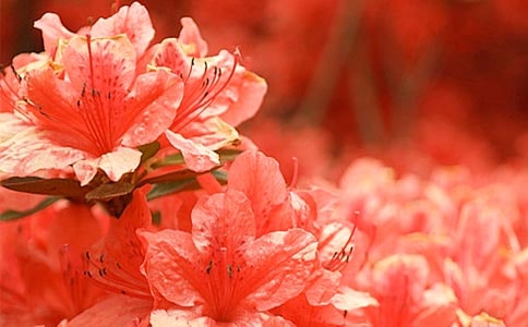 杜鹃花让我震惊