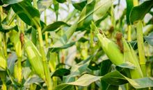 关于收获的好段