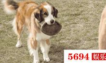 《一条狗的使命》观后感