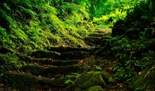 风景作文：春日山林