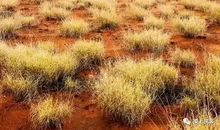 经典语录：生命若梦，回首处，梦过嫣然