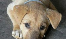 狗狗对主人说的话