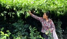 张恨水：风飘果市香