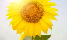 笑着低下头的，都是聪明人