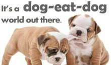 关于狗的中英文谚语大全