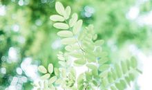 关于夏天的优美语句