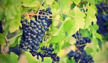 描写秋天葡萄的句子