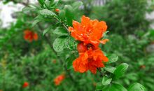 描写石榴花的段落