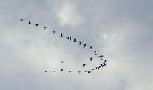 描写大雁南飞的句子