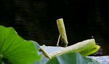 林清玄：晴窗一扇