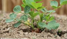 写一种植物作文：美丽的植物