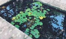 林清玄：随风吹笛