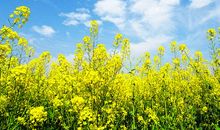 关于春勤的诗句