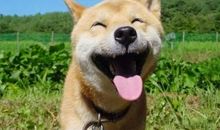 描写动物叫声的句子