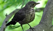 四下第五单元习作：乌鸫鸟带来的喜悦