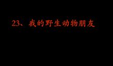 《我的野生动物朋友》读后感300字
