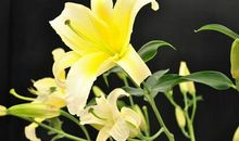 描写百合花的段落