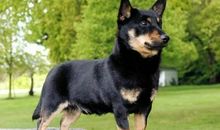 老舍：英国人与猫狗——万物之灵的朋友