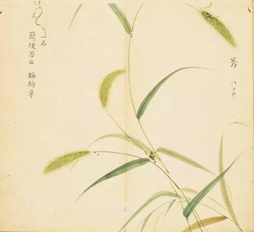诗经：我尽力而为